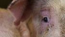 Schweinezucht | Bild: dpa-Bildfunk/Carmen Jaspersen