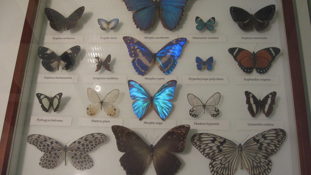 Exponat im Heimatmuseum Buchloe: Schmetterlinge im Schaukasten hinter Glas | Bild: Heimatmuseum Buchloe