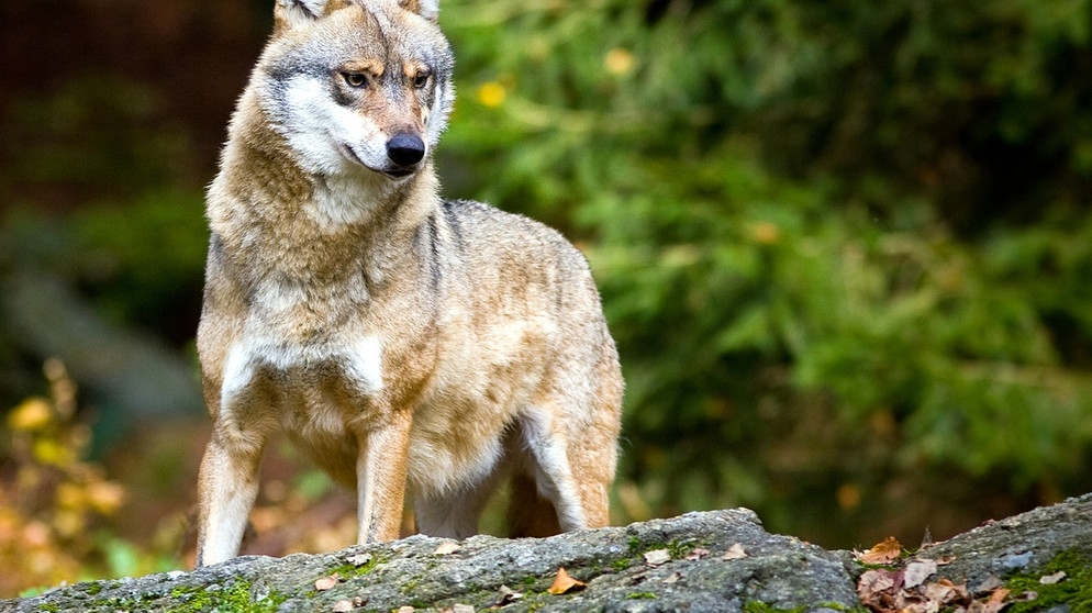 Wolf im Bayerischen Wald | Bild: BR/Bildungsprojekte