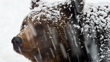 Braunbär im Schnee | Bild: picture-alliance/dpa