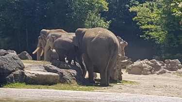 Die Elefantenfamilie rund um den kleinen Elefanten Otto im Tierpark Hellabrunn. | Bild: privat