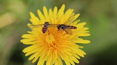 Zwei Wespen auf einer Löwenzahnblüte | Bild: Ulrike Hiebl