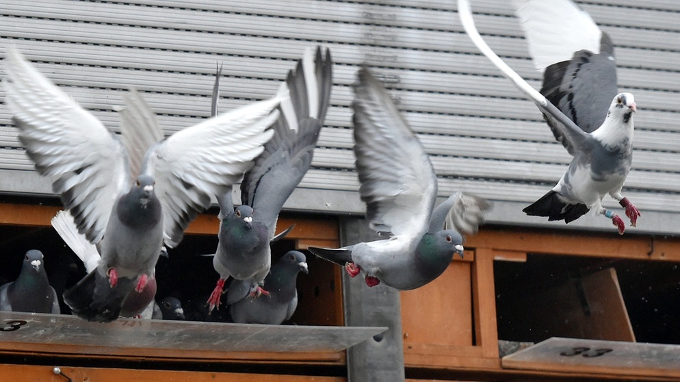 Tauben fliegen aus ihrem Dachverschlag los. | Bild: BR