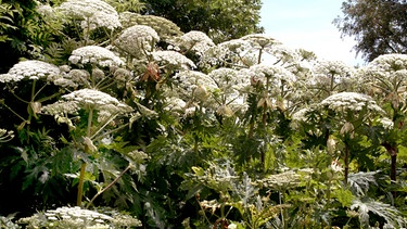 Der Bärenklau mit seinen großen, weißen Blütendolden gehört auch zu den "neuen", also invasiven Pflanzenarten. | Bild: picture-alliance/dpa