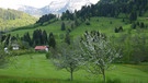 Blühende Obstbäume, Hochgrat Oberstaufen | Bild: BR