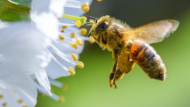 ARCHIV - ILLUSTRATION - 19.04.2018, Brandenburg, Markendorf: Eine Biene ist im Anflug auf eine Süßkirschblüte auf einer Obstbaumplantage. (zu dpa «Freilandverbot von Neonikotinoiden? EU-Staaten stimmen am Freitag ab» vom 24.04.2018) Foto: Patrick Pleul/dpa-Zentralbild/dpa +++ dpa-Bildfunk +++ | Bild: dpa-Bildfunk/Patrick Pleul