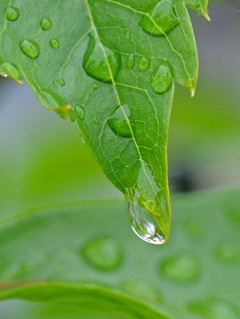 Regentropfen auf Blatt | Bild: picture-alliance/dpa