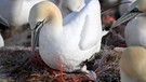 Nester voller Plastik - Seevögel auf Helgoland | Bild: dpa-Bildfunk/Carsten Rehder