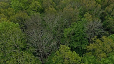 Luftaufnahme eines Laubwaldes: Die meisten Bäume haben frisch ausgetrieben, nur die Eschen sind noch kahl. | Bild: BR/Axel Mölkner-Kappl