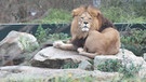 Löwe im Tierpark Hellabrunn | Bild: BR