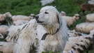 Herdenschutzhund mit Schafsherde | Bild: CH WOLF