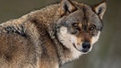 Wolf | Bild: picture-alliance/dpa