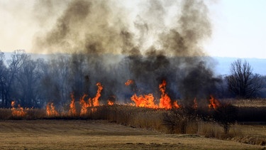 Die Brandgefahr auf Äckern und in Wäldern ist aktuell sehr hoch. | Bild: picture alliance / Christine König | Christine König