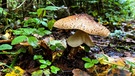 Pilze im Wald | Bild: Sylvia Bentele