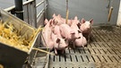 Schweine in einem Maststall | Bild: BR/Guido Saum