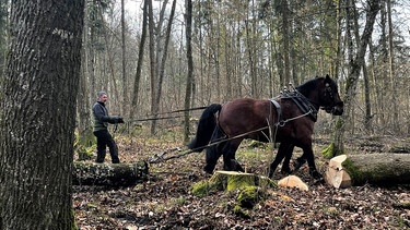 Zwei Pferde beim Holzrücken im Donauwörther Stadtwald.  | Bild: BR, Judith Zacher