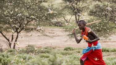 Kenia: Ein Junge versucht mit einem Stock Heuschrecken zu erschlagen, die überall in der Luft herum fliegen. | Bild: picture alliance / AP Photo