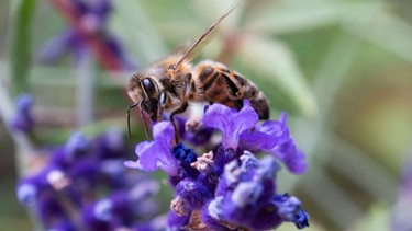 Eine Biene sitzt auf einer violetten Blume | Bild: picture alliance / NurPhoto | Jaap Arriens