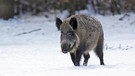 In Bayern wurden 95.000 Wildschweine erschossen, so viele wie noch nie. Den Jägern kam dabei auch der Schnee zugute. | Bild: picture alliance/imageBROKER