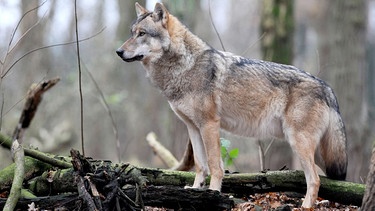 Ein Grauwolf | Bild: dpa-Bildfunk/Ingo Wagner
