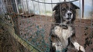 Hund in verdrecktem Zwinger | Bild: Aktion Tier - Menschen für Tiere e.V./Ursula Bauer