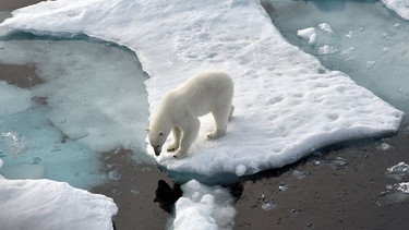 Symbolbild Klimawandel: Ein Eisbär steht im Nordpolarmeer auf einer Eisscholle. | Bild: dpa-Billdfunk
