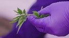 Gras auf Rezept - Medizinisches Cannabis im Kreuzfeuer | Bild: BR | DokThema