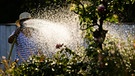 Eine Frau gießt ein Blumenbeet. | Bild: dpa-Bildfunk/Julian Stratenschulte
