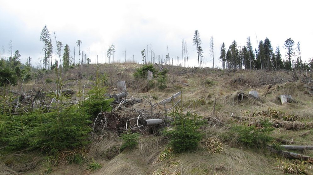Abgeholzte Flächen im Naturpark Apuseni. In Rumänien droht wegen legaler und illegaler Abholzung ein Naturparadies zu verschwinden | Bild: picture alliance / dpa | Kathrin Lauer