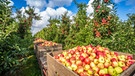 Äpfel in einer Apfelkiste | Bild: stock.adobe.compowell83