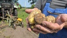 Auch Kartoffeln wurden 2022 deutlich teurer | Bild: pa / dpa / Philipp Schulze