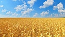Weil Russland die Lieferrouten blockiert, kommt jede Menge Getreide aus der Ukraine über den Landweg nach Polen und belastet den dortigen Markt. Doch sollte das Getreide nicht eigentlich den Hunger in Afrika stillen? | Bild: stock.adobe.com/denis_333