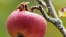Eine Hornisse beisst einen roten Apfel an | Bild: stock.adobe.com/Michael Fritzen