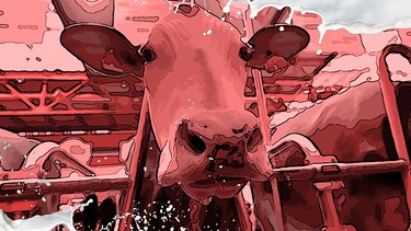 Eine Kuh in einem Milchviehbetrieb | Bild: BR