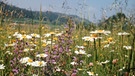 Blühende Wiesenpflanzen und -blumen | Bild: picture-alliance / dpa