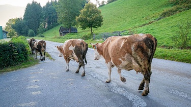 Kühe in der Steiermark | Bild: pa/Dpa