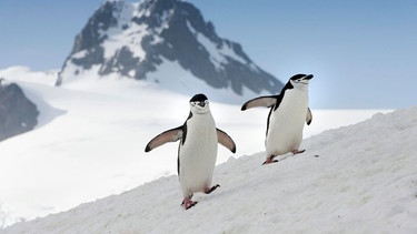 Zügelpinguine, auch Kehlstreifpinguine (Pygoscelis antarctica), laufen über einen verschneiten Hang | Bild: picture alliance/imageBROKER/Kerstin Langenberger