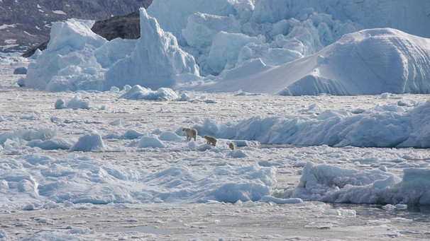 Drei Eisbären (zwei Jungtiere) auf Gletschereis in Südgrönland im September 2016. | Bild: NASA OMG