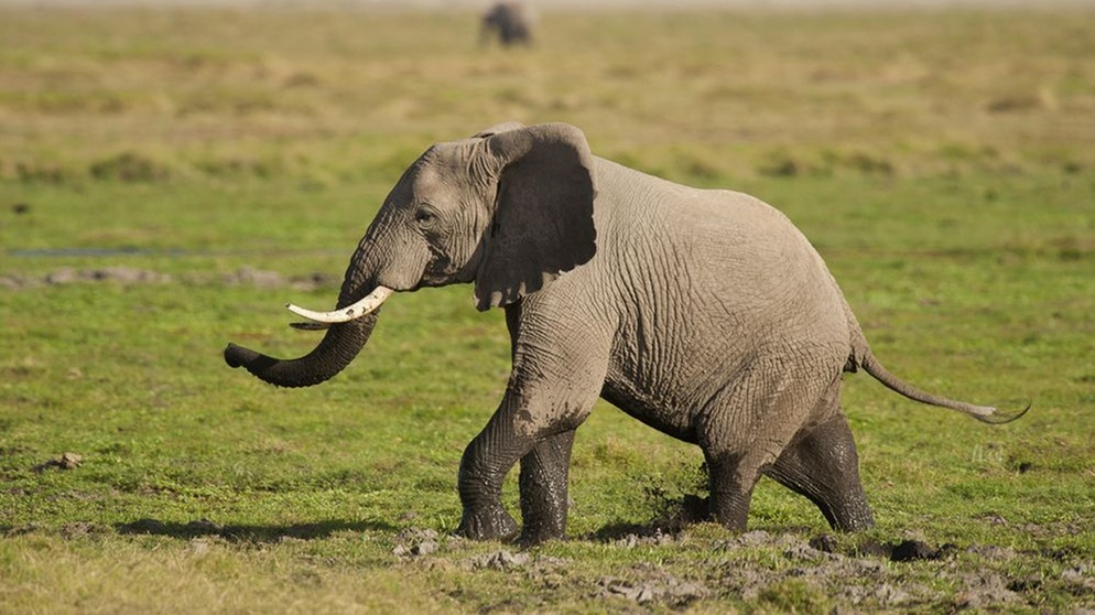 Ein Elefant läuft über eine grüne Savanne im Kenyan Nationalpark. | Bild: picture alliance / Zoonar | Lotti Fabio