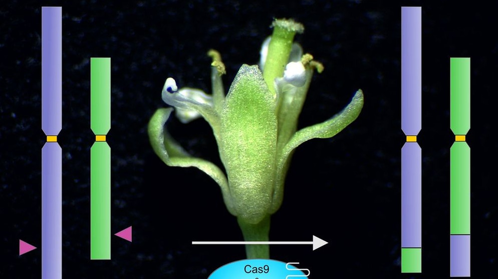 Chromosomen-Schnitt (lila, grün) mit der Genschere CRISPR/Cas9 bei der Ackerschmalwand | Bild: Angelina Schindele KIT