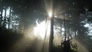 Von Sonne durchschimmerter Wald | Bild: picture alliance / dpa | Alexandra Schuler