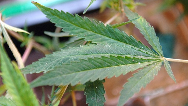 Symbolbild: Eine Marihuanapflanze wächst in einer Marihuana-Gärtnerei.  | Bild: picture-alliance/dpa