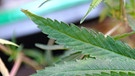 Symbolbild: Eine Marihuanapflanze wächst in einer Marihuana-Gärtnerei.  | Bild: picture-alliance/dpa