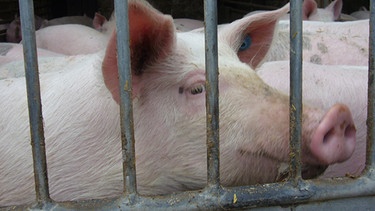900 Schweine gibt es auf dem Hof in Altdorf bei Landshut | Bild: BR, Regina Kirschner