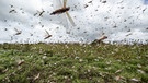 Kenia, Katitika: Schwärme von Wüstenheuschrecken fliegen über einem Feld. Monatelanger schwerer Regen in Ostafrika hat zur schlimmsten Heuschreckenplage seit Jahrzehnten in der Region geführt - und diese könnte Experten zufolge eine Hungersnot auslösen. | Bild: dpa-Bildfunk/Ben Curtis