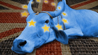 Blaue Kuh liegt auf britischer Flagge | Bild: colourbox.com/Montage BR