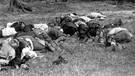 Archiv - Die Leichen von 24 Männern im Alter von 15 bis 50 Jahren, Bewohner eines Dorfes auf Kreta. Sie wurden erschossen, da sie als Zivilisten auf deutsche Soldaten geschossen haben sollen | Bild: picture-alliance/dpa