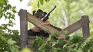 Jäger mit Jagdgewehr auf dem Hochsitz | Bild: dpa/picture-alliance/JOKER/Petra Steuer