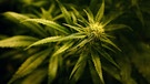 ARCHIV - ILLUSTRATION - 01.12.2009, Großbritannien, London: Eine Cannabis-Pflanze blüht. Als erstes führendes Industrieland der Welt hat Kanada den Anbau und Verkauf von Cannabis legalisiert. Der Senat des flächenmäßig zweitgrößten Landes der Erde stimmte am Dienstagabend (Ortszeit) in letzter Lesung dem Gesetz zu. 52 Senatoren stimmten dafür, 29 dagegen. Foto: Gareth Fuller/PA Wire/dpa +++ dpa-Bildfunk +++ | Bild: dpa-Bildfunk/Gareth Fuller