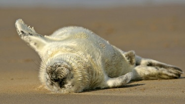 Kegelrobbe, Kegel-Robbe (Halichoerus grypus), Neugeborenes liegt auf Sandbank und streckt sich im Schlaf | Bild: picture-alliance/dpa/S. Sailer/A. Sailer